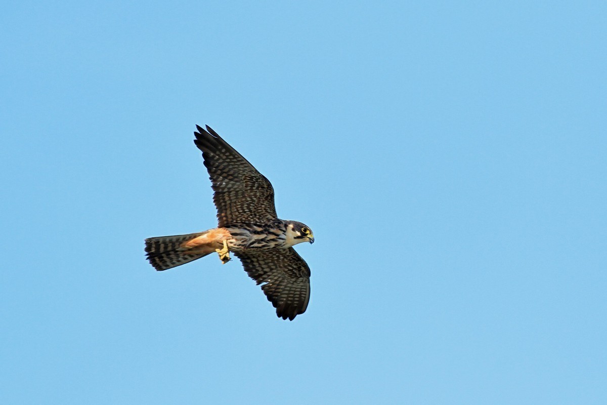 Ad ali spiegate, il sogno di Icaro.